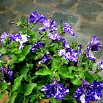 Costa Morroni