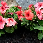 Costa Morroni