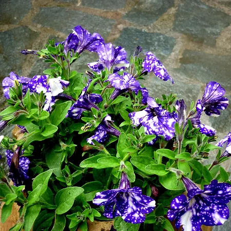 Costa Morroni