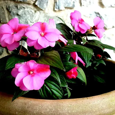 Costa Morroni 레반토